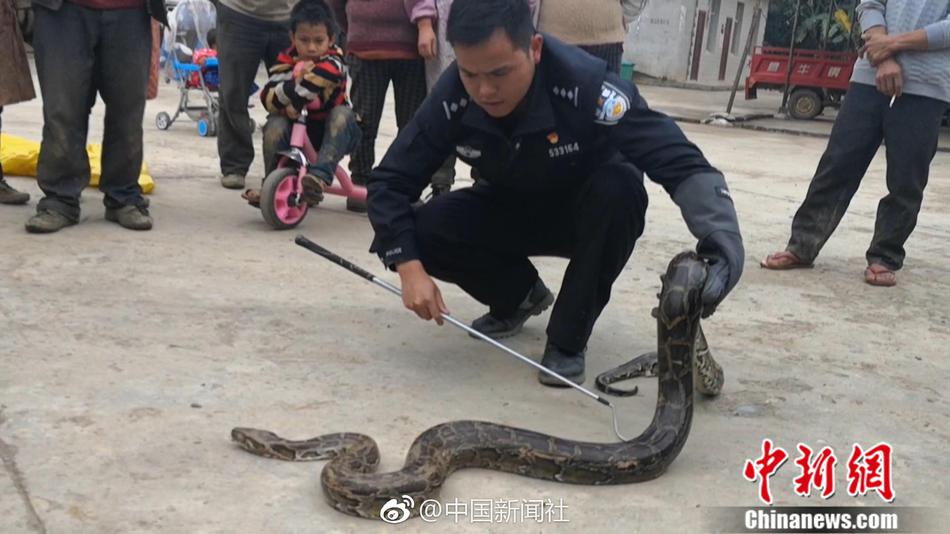 征服之歌沼泽阵营怎么搭配